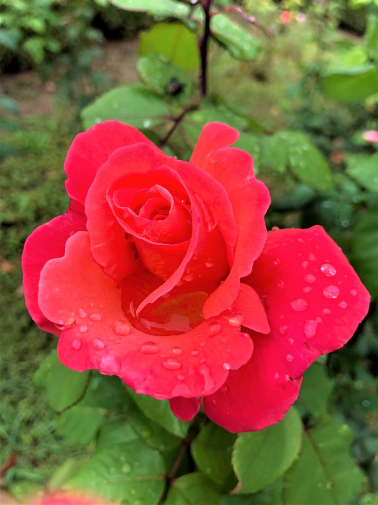 rose rouge